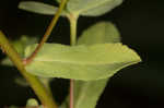 Warty spurge